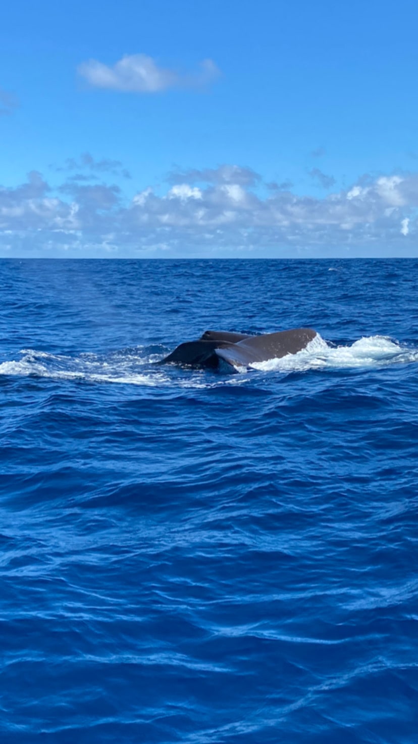 C2E94BEF-DCDB-4F98-A74C-5276EA96E40C