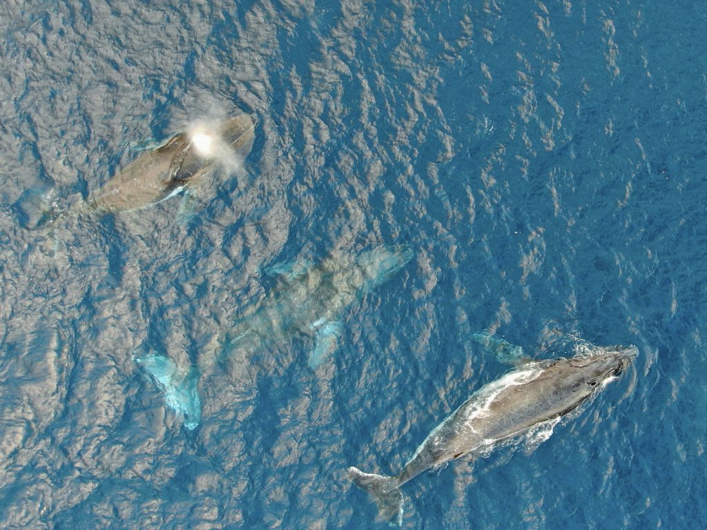 WHALE, HELLO THERE! - whale watching - Vitamin Sea Mauritius