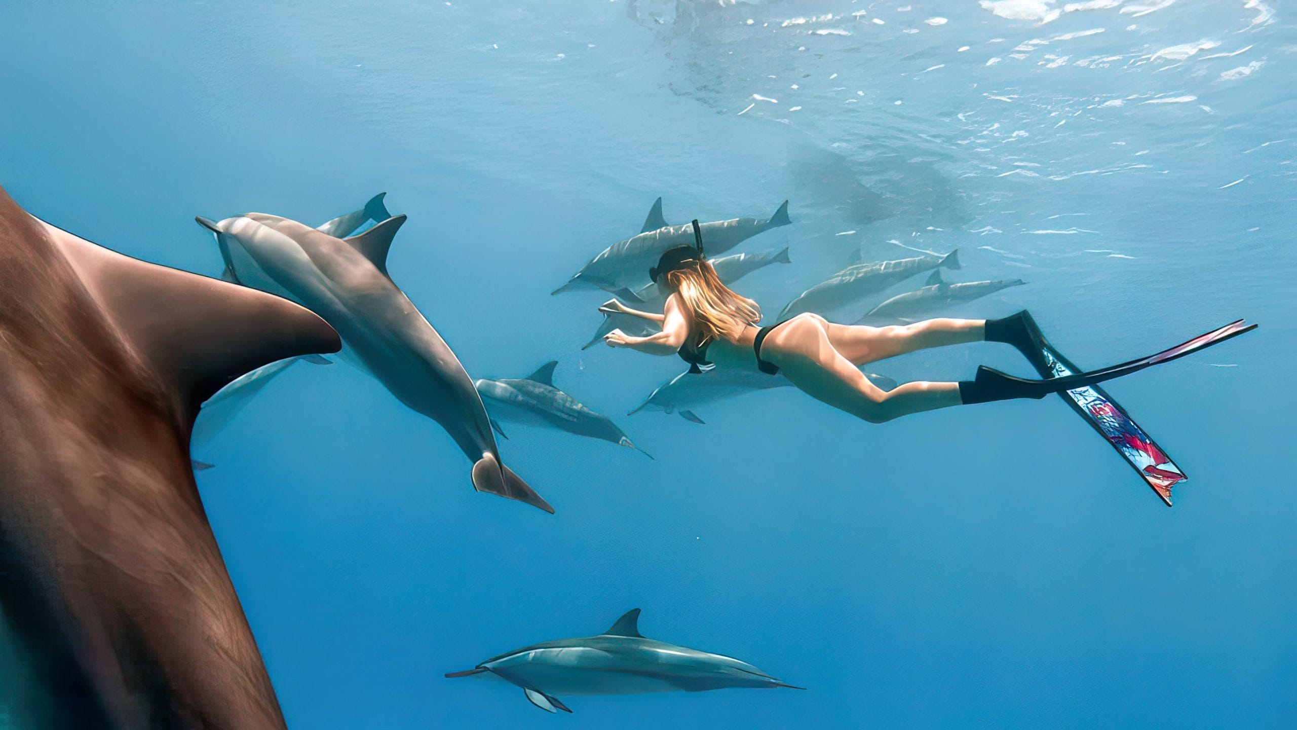 Vitamin Sea Mauritius Plongée avec les dauphins