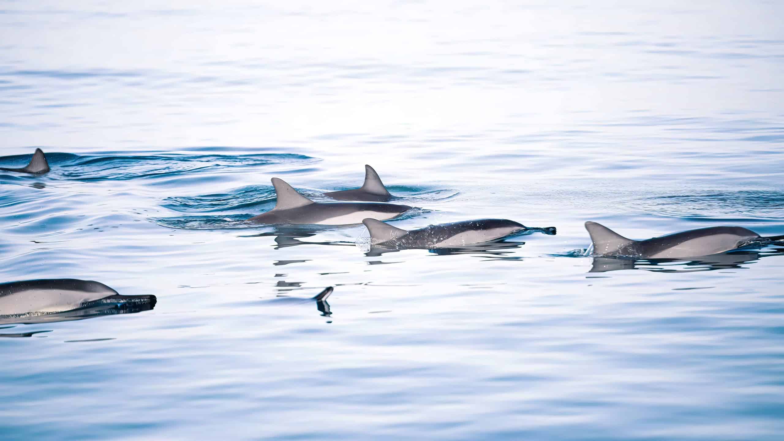 Vitamin Meer Mauritius Delfinbeobachtung