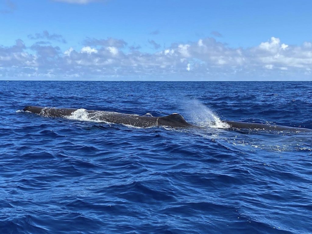 BALEINE, BONJOUR !