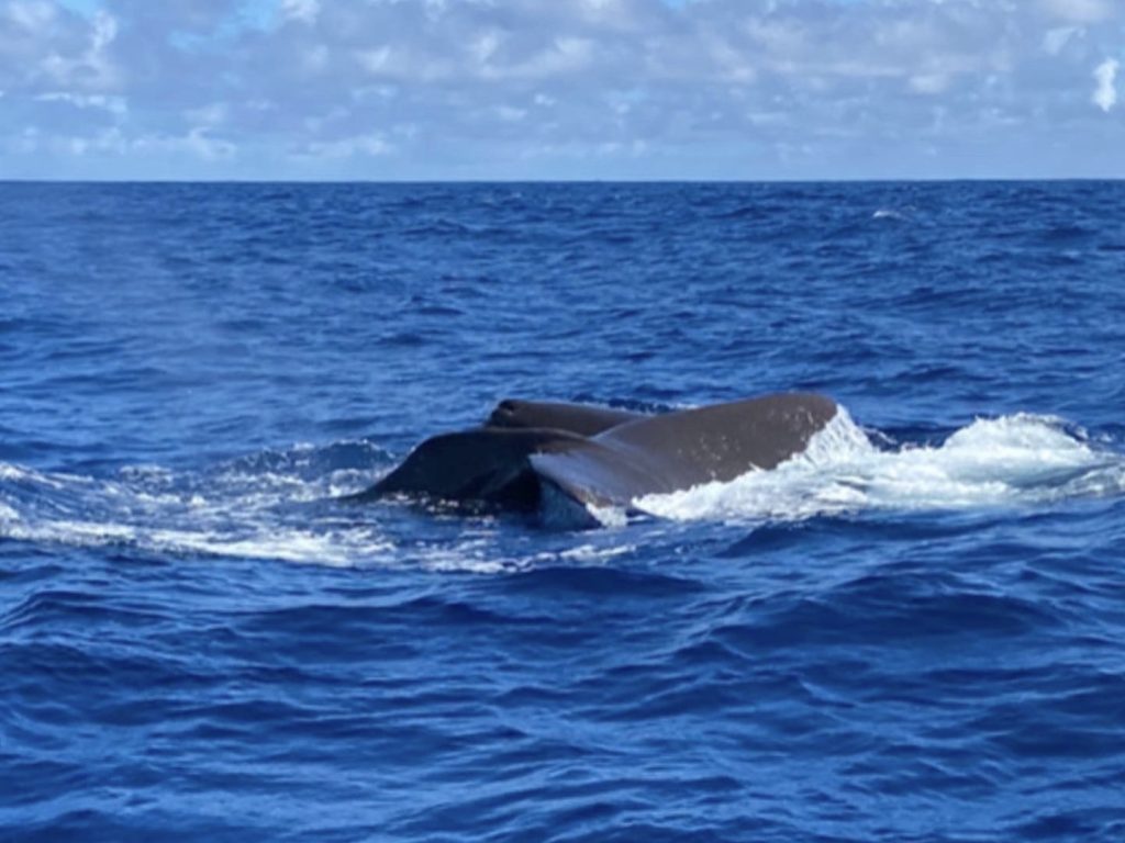 WHALE, HELLO THERE! - whale watching - Vitamin Sea Mauritius