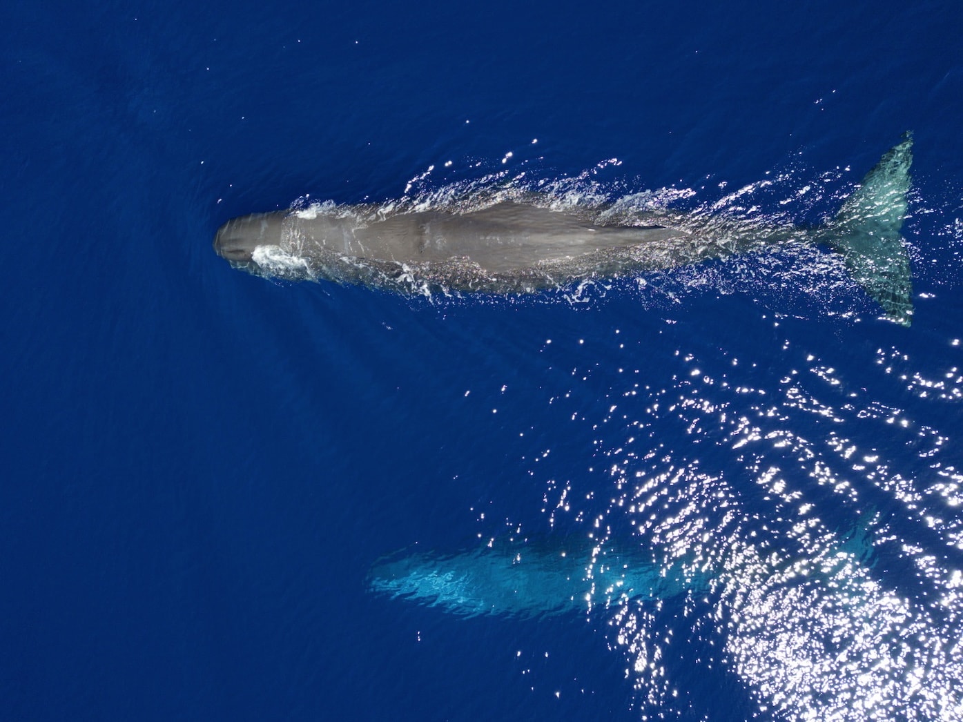 Whale Watching Mauritius - Spermwhale