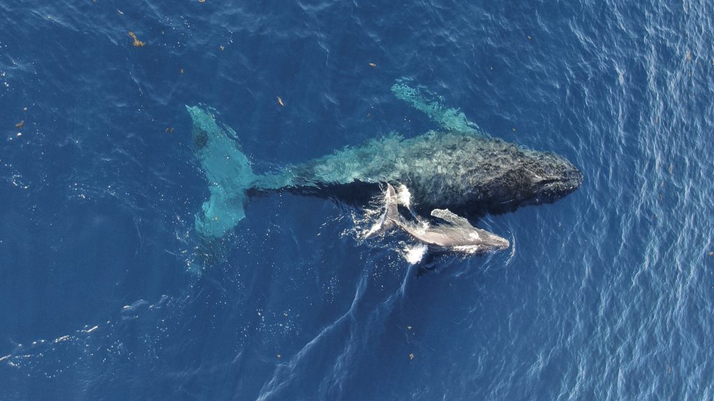 WHALE, HELLO THERE! - whale watching - Vitamin Sea Mauritius