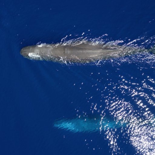 Whale Watching Mauritius - Pottwal