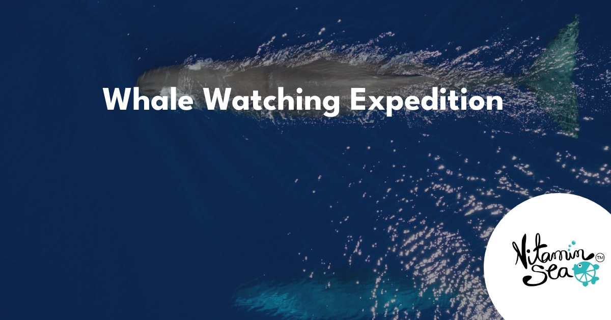 Expédition d'observation des baleines Vitamin Sea Mauritius